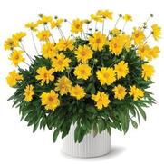 Coreopsis grandiflora 'Solanna Sunshine'