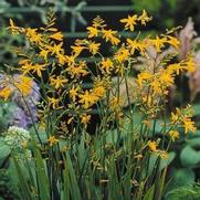 Crocosmia x crocosmiiflora 'George Davison'