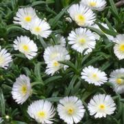 Delosperma hybrid 'Wheels of Wonder White Wonder'