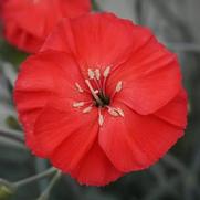 Dianthus hybrid 'Amercan Pie Orange Meringue'