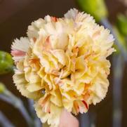 Dianthus hybrid 'Scent First Lemon Sparkler'