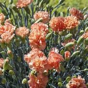 Dianthus hybrid 'Scent First Orange Sparkler'