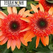 Echinacea hybrid 'Cara Mia Coral'