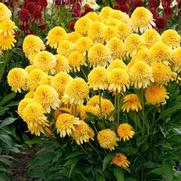 Echinacea hybrid 'Cara Mia Yellow'
