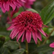 Echinacea hybrid 'Double scoop Watermelon Deluxe'