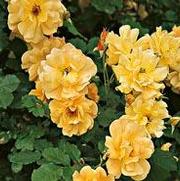 Rosa 'Autumn Sunset' Rosa 'Autumn Sunset'