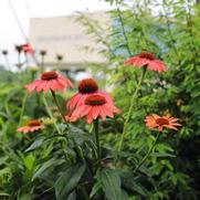 Echinacea purpurea 'PollyNation Orange Red'