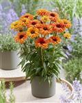Echinacea hybrid 'SunSeekers Mineola'