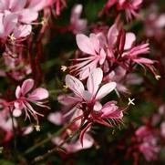 Gaura lindheimeri 'Belleza Compact Pink'