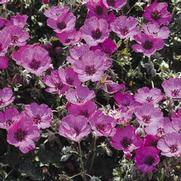 Geranium cinereum 'Carol'