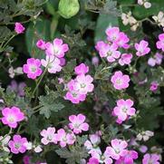 Geranium hybrid 'Orkney Cherry'