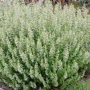 Calamintha nepeta 'Montrose White'