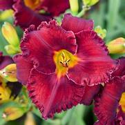 Hemerocallis hybrid 'Gothic Grenadine'