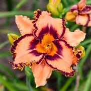Hemerocallis hybrid 'One Hit Wonder'