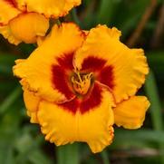 Hemerocallis hybrid 'Pooh Bear'