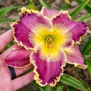 Hemerocallis hybrid 'Royal Invitation'