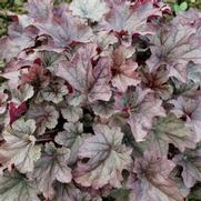 Heuchera hybrid 'Indian Summer Huckleberry'