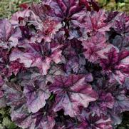 Heuchera hybrid 'Indian Summer Mulberry'