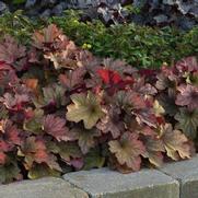 Heuchera hybrid 'Carnival Watermelon'