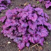 Heuchera hybrid 'Electric Plum'