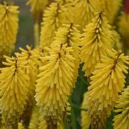 Kniphofia hybrid 'Gold Rush'