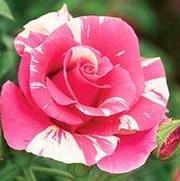 Rosa 'Candyland' Rosa 'Candyland'