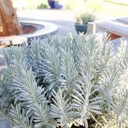 Lavandula x intermedia 'Sensational!®'