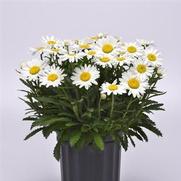 Leucanthemum x superbum 'Make My Daisy™ Happy'