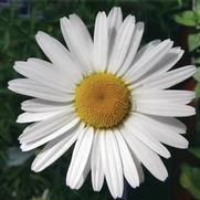Leucanthemum x superbum 'White Breeze'