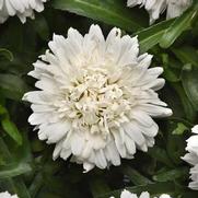 Leucanthemum x superbum 'Make My Daisy™ Crazy'