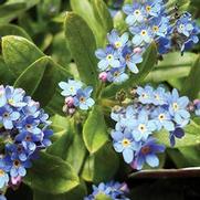 Myosotis alpestris 'Ultramarine'