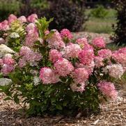 Hydrangea paniculata 'Spring Sizzle'