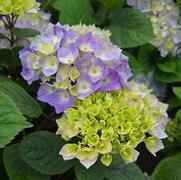 Hydrangea macrophylla 'Let's Dance Sky View'