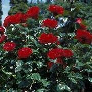 Rosa 'Dublin Bay' Rosa 'Dublin Bay'