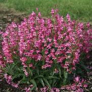 Penstemon barbatus 'Rock Candy Pink'