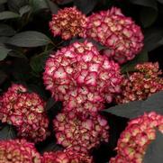 Hydrangea macrophylla 'Eclipse'