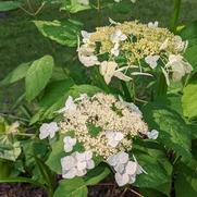 Hydrangea arborescens 'Haas Halo'