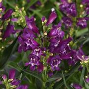 Penstemon barbatus 'Rock Candy Purple'