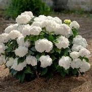 Hydrangea macrophylla 'Endless Summer Dream Cloud'