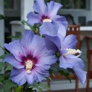 Hibiscus syriacus 'Azurri Blue Satin'