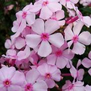 Phlox paniculata 'Thai Pink Jade'