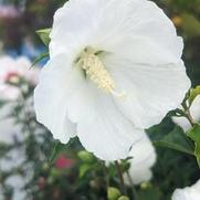 Hibiscus syriacus 'Bali'