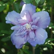 Hibiscus syriacus 'Blue Chiffon'