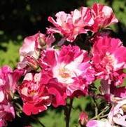 Rosa 'Fourth of July' Rosa 'Fourth of July'