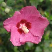 Hibiscus syriacus 'Lil Kim Red'