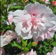 Hibiscus syriacus 'Pink Chiffon'