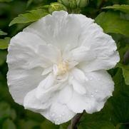 Hibiscus syriacus 'White Chiffon'