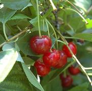 Prunus Romance 'Crimson Passion'