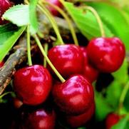 Prunus Romance 'Sweet Tart'