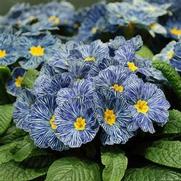 Primula vulgaris 'Zebra Blue'